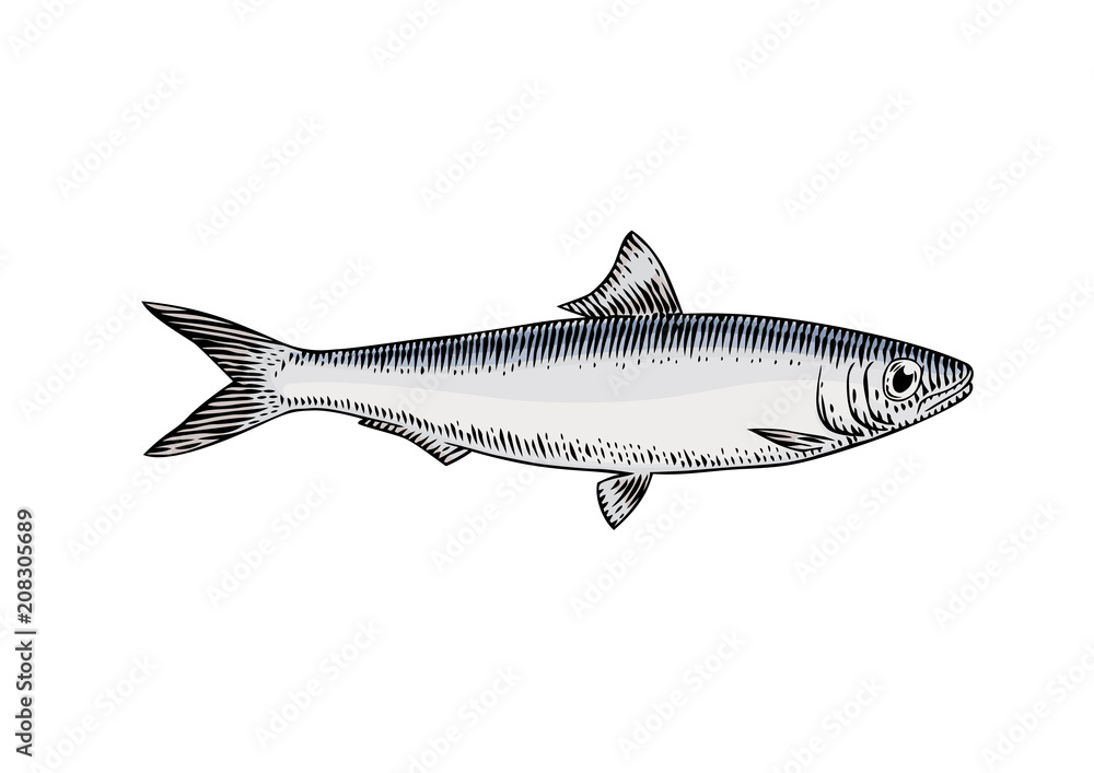 Live sardine fish Stock Vector | Adobe Stock