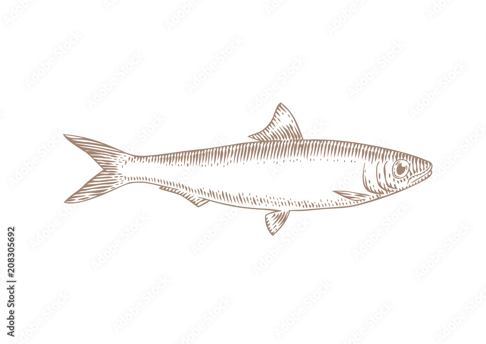 Naklejka premium Live sardine fish