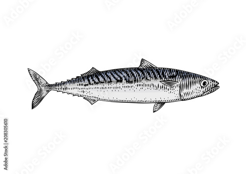 Live mackerel