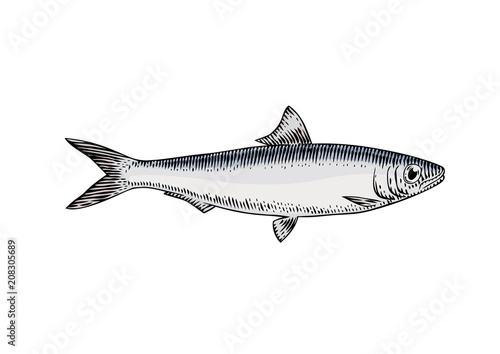 Live sardine fish