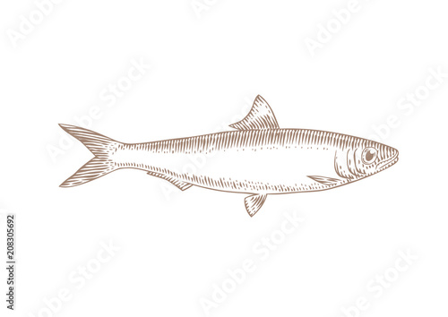 Live sardine fish photo