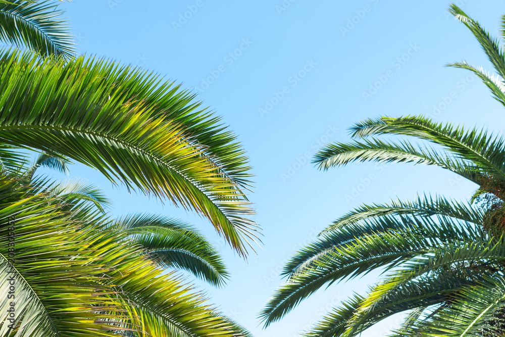 Tropical palm trees, in summer against the sky, toning Tropical palm trees, in summer against the sky, toning