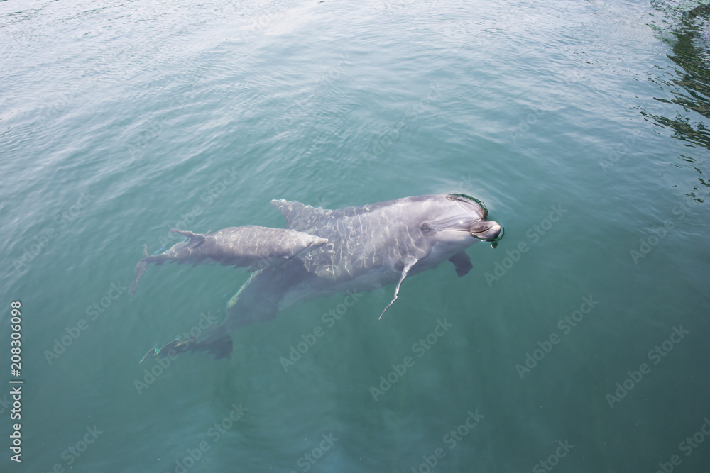 Fototapeta premium Mother and baby dolphins swimming side by side 
