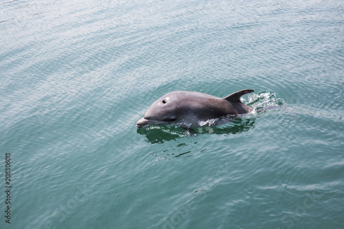 single dolphin swimming