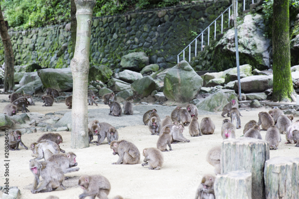 Naklejka premium Japońska dzika małpa w Beppu w Japonii
