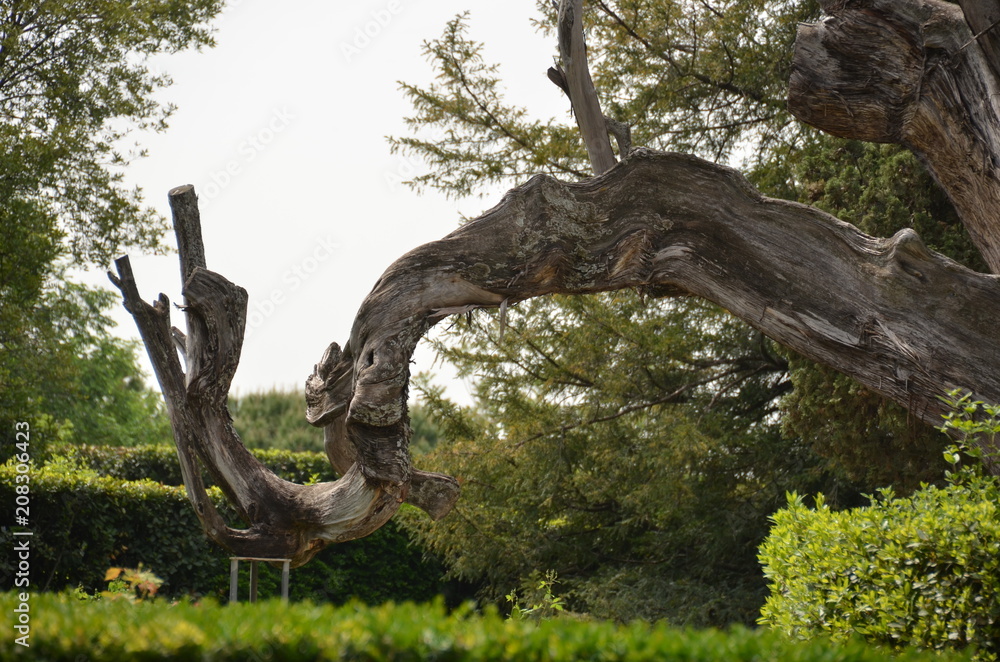 old tree old tree