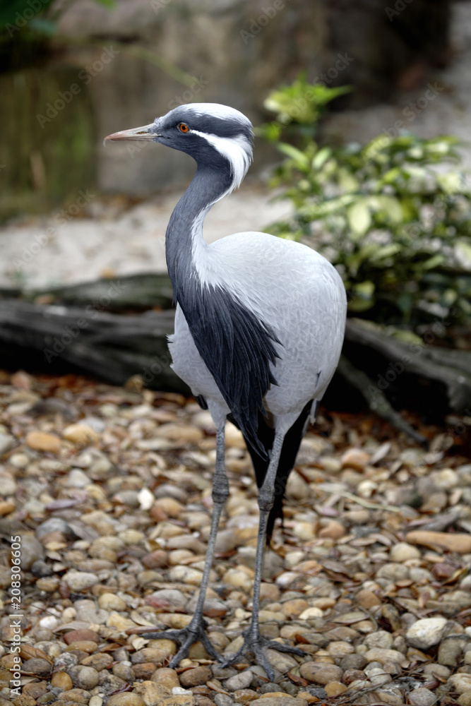 Fototapeta premium Demoiselle Crane