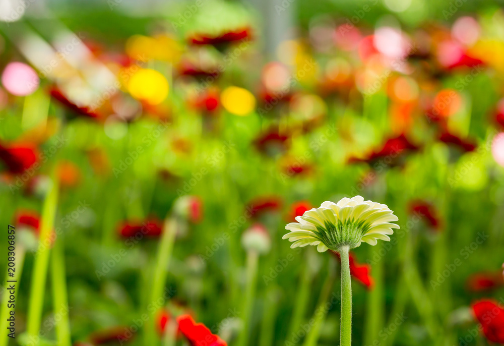 Red and pink gerberas grow in modern greenhouse under artificial growlight Red and pink gerberas grow in modern greenhouse under artificial growlight