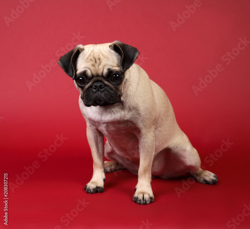 Fawn Pug Dog on Red Background © Robert