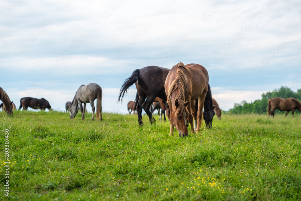 Herd of horses grazing in a meadow, beautiful rural landscape with cloudy sky