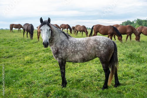 Fototapeta Naklejka Na Ścianę i Meble -  Herd of horses grazing in a meadow, beautiful rural landscape with cloudy sky