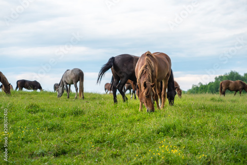 Herd of horses grazing in a meadow, beautiful rural landscape with cloudy sky