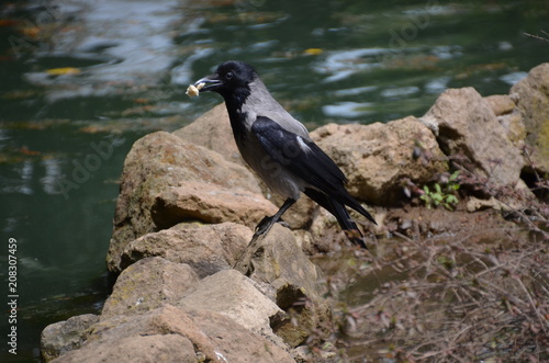 black bird fountain