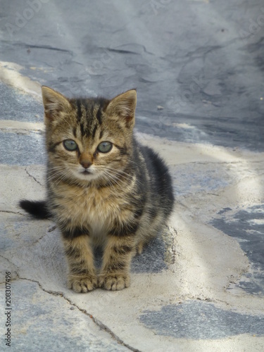 Photography Gatos montes pequeño en pueblo de España