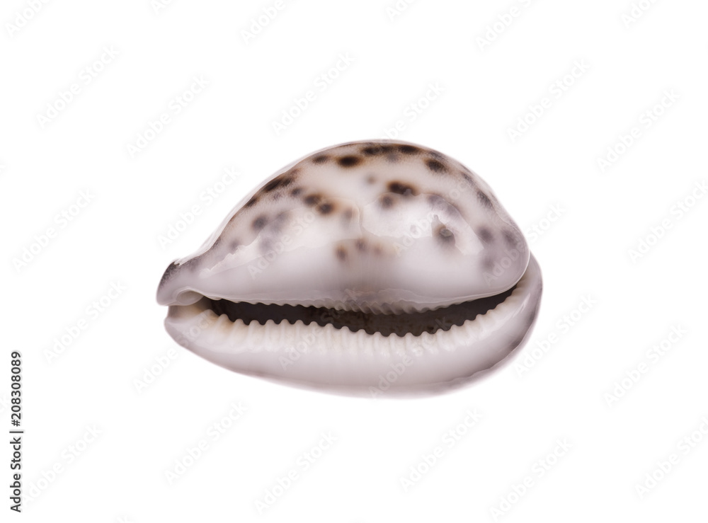 seashell isolated on white background