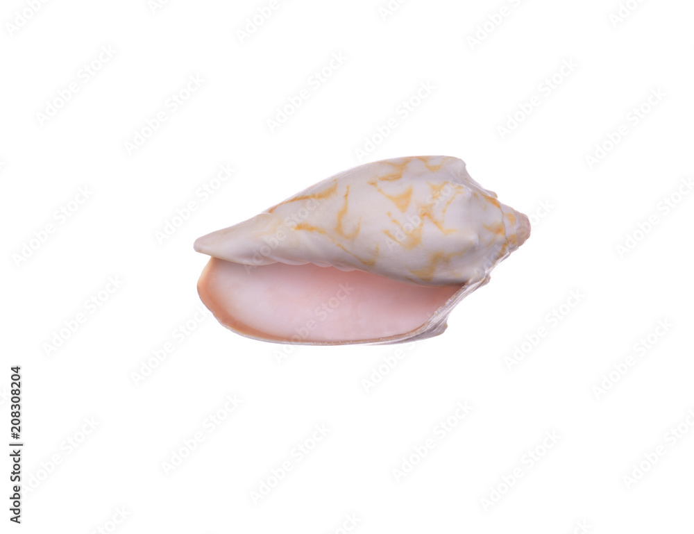 seashell isolated on white background