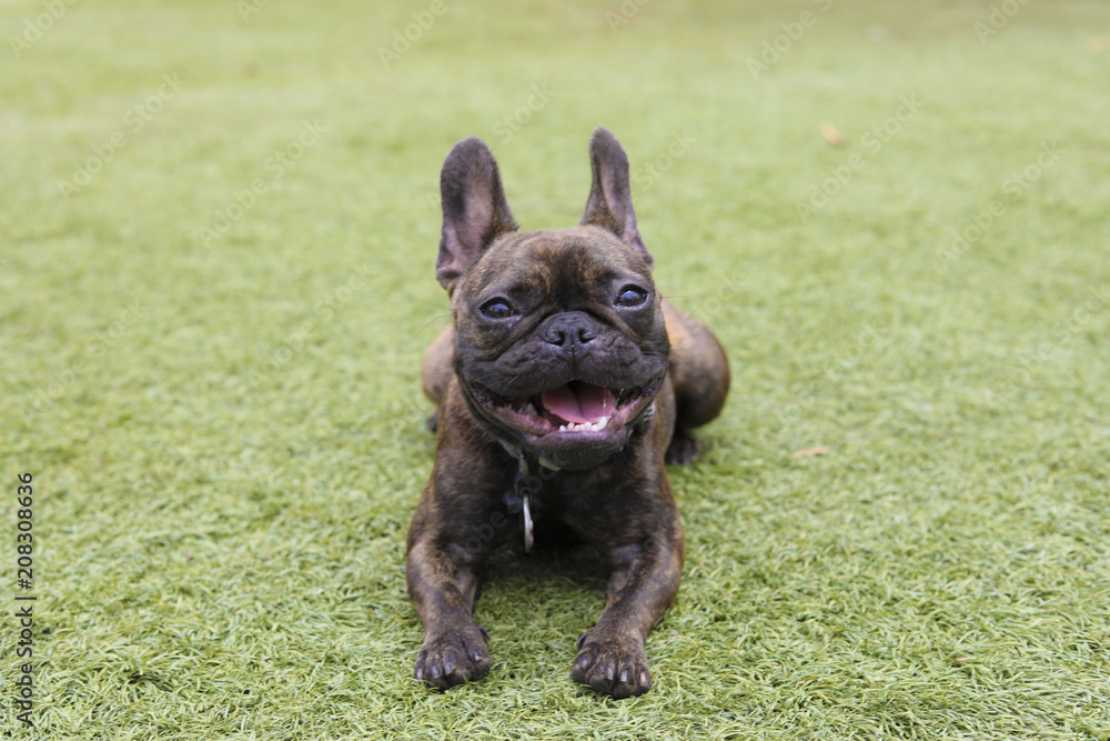 French Bulldog in the Park