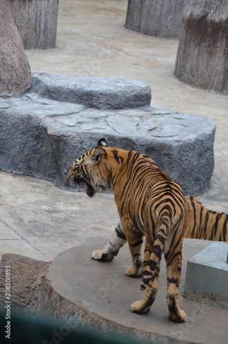 angry hungry tiger animal