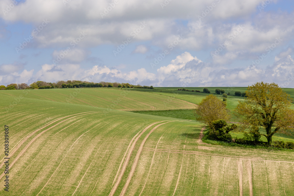 Crops growing in fields in the South Downs, Sussex