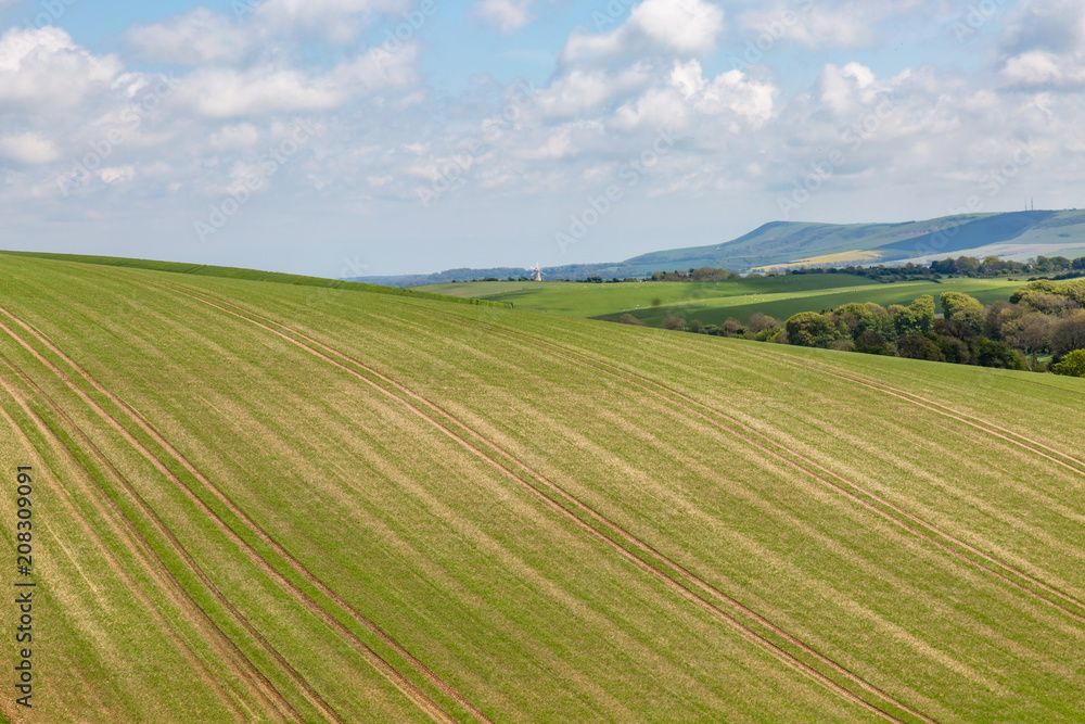 Crops growing in fields in the South Downs, Sussex