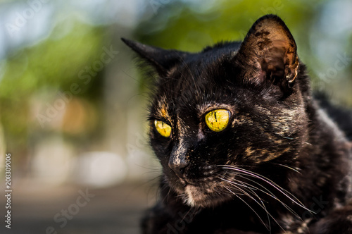 Cats of Street