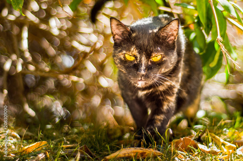 Cats of Street