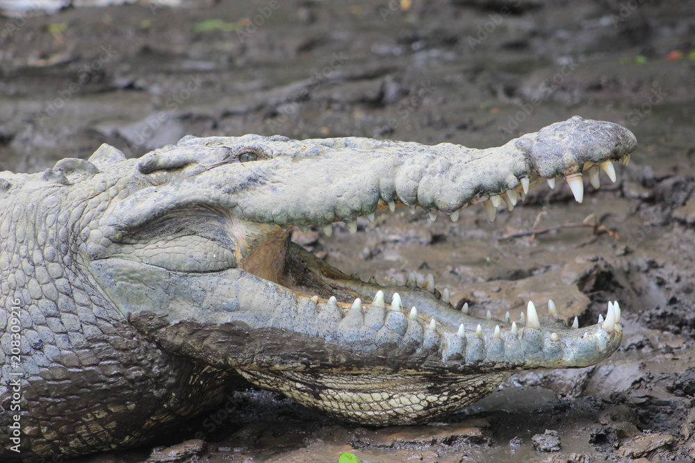 Obraz premium Resting crocodile