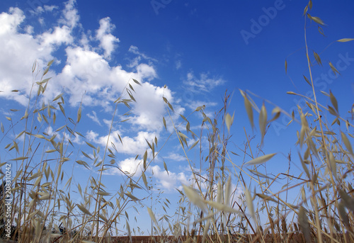Dry grass against the sky
