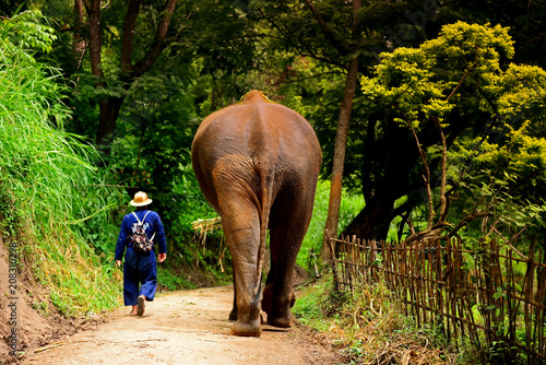 Fotografie Elephant caretaker in Mae Rim District  chiangmai thailand.
