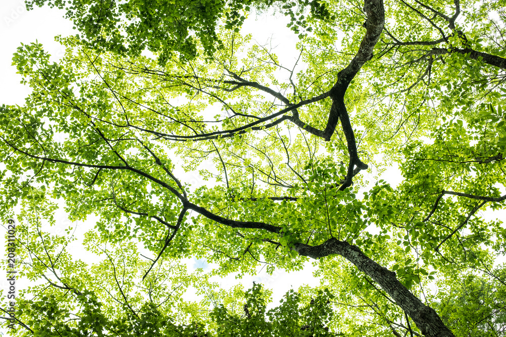 Fototapeta premium Tree branches and green leaves