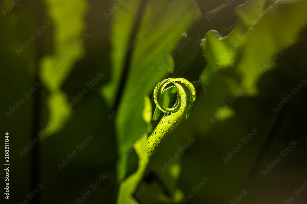 colorful bird's nest fern leaves in the garden colorful bird's nest fern leaves in the garden