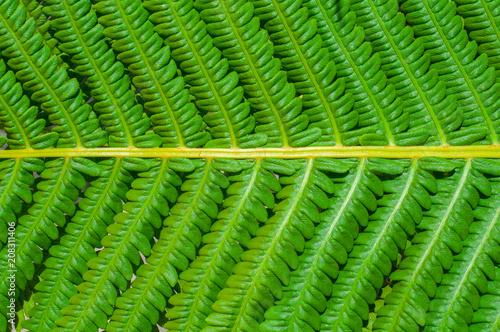 Texture of green fern leaf