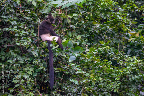 Photography Monkeys endangered species is hard to find