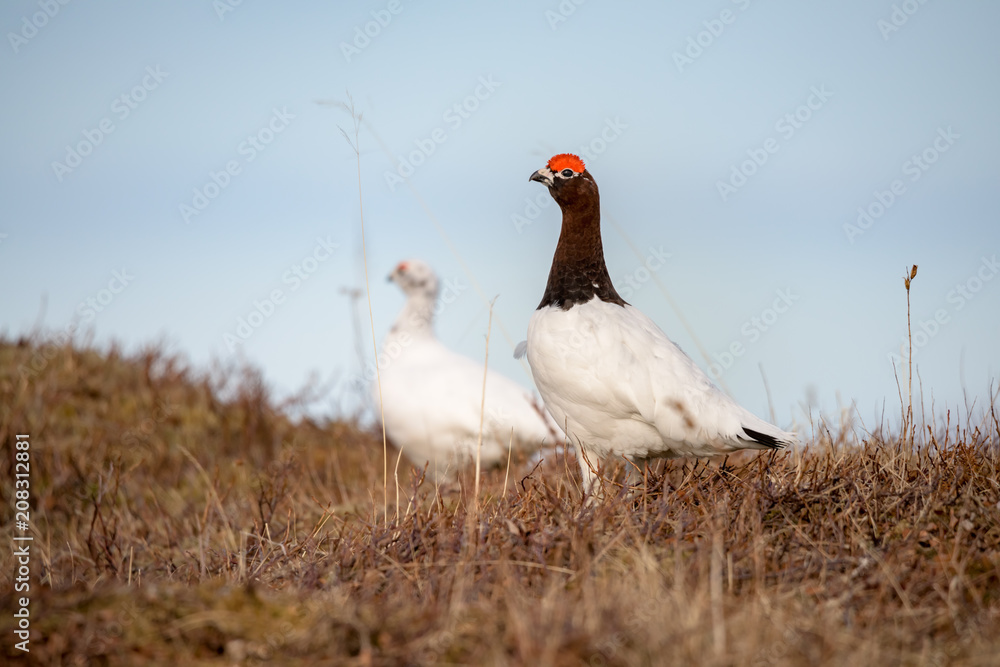 Male and Female of Willow Ptarmigan - Lagopus- bird with red eyebrows Male and Female of Willow Ptarmigan - Lagopus- bird with red eyebrows