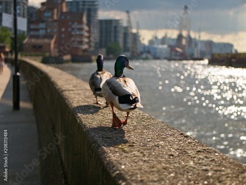 Two Ducks Walking on a Perch of the RIver Thames at Dusk, London, UK