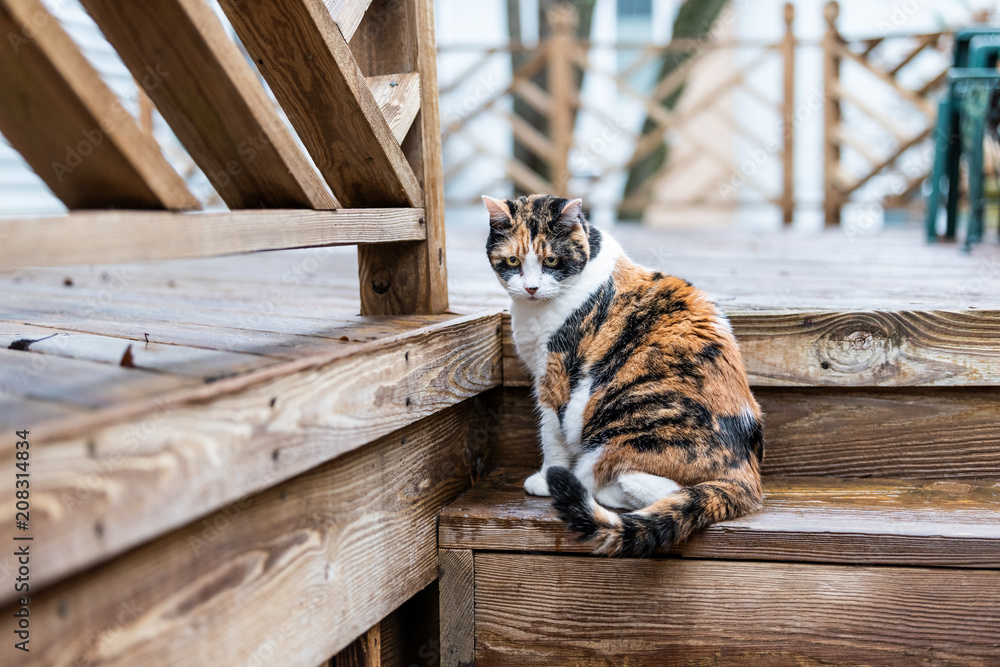 Fototapeta Kot perkal ciekawy zwiedzania domu podwórku, patrząc w dół przez drewniany pokład, ogród, polowanie na mokre drewno