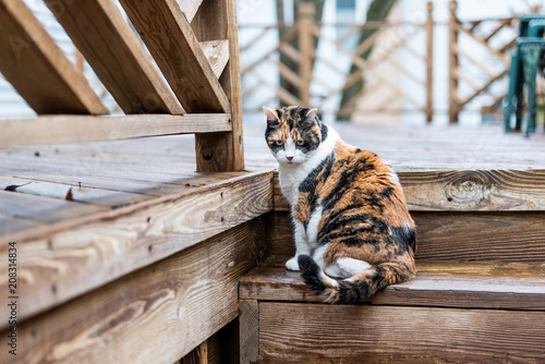 Fototapeta Kot perkal ciekawy zwiedzania domu podwórku, patrząc w dół przez drewniany pokład, ogród, polowanie na mokre drewno
