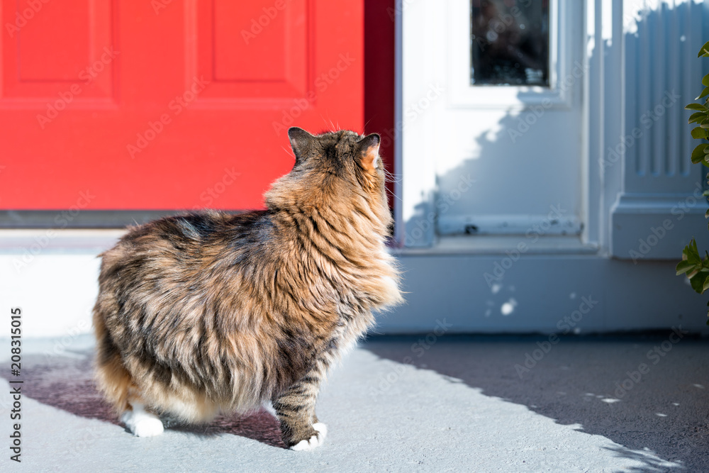 One calico maine coon cat standing outside by red door wanting asking begging to go inside