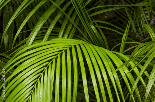 palm tree leaves background © Javier