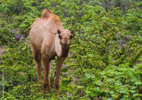 Camel in middle of green mountain