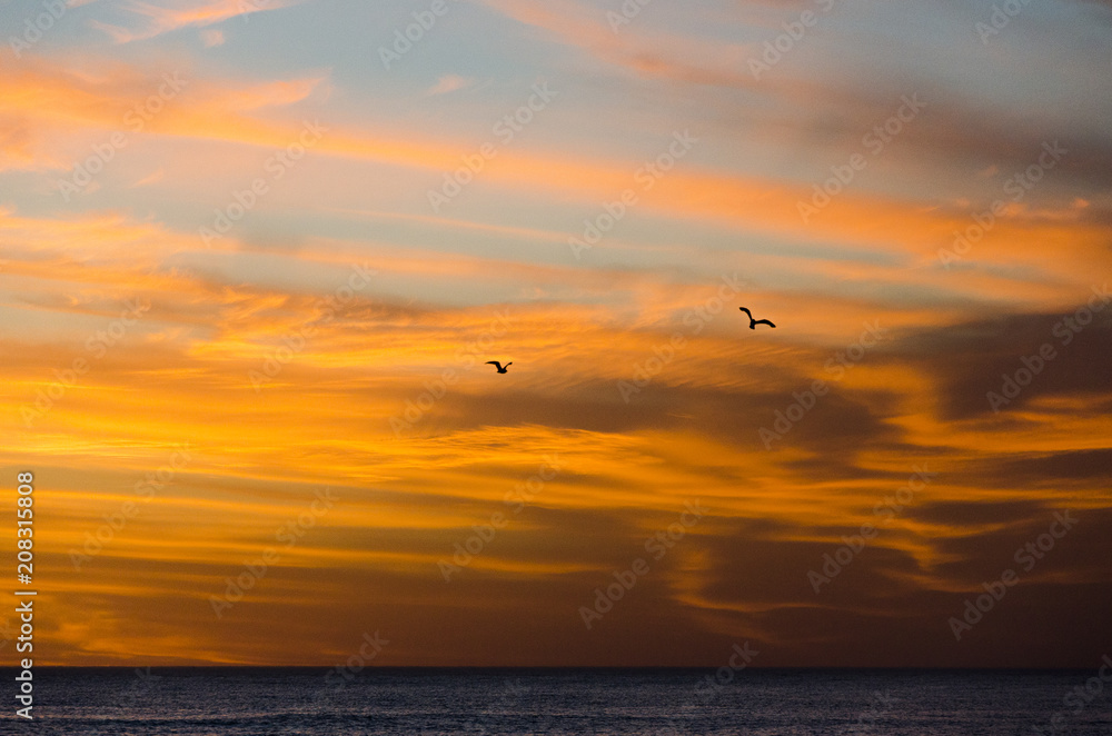 bird flying to the sunset over the sea