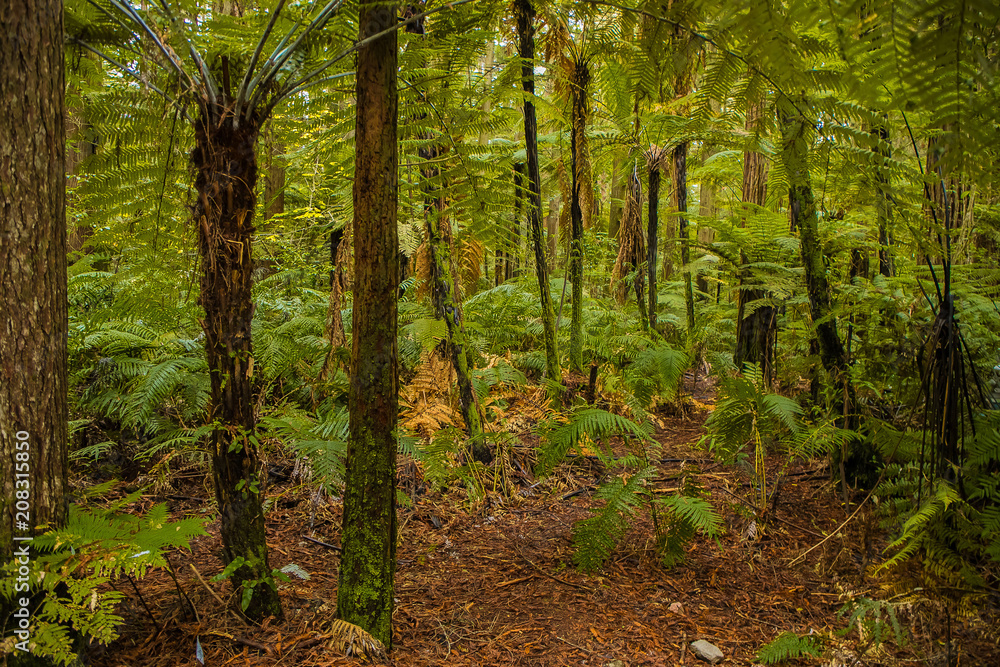 Fototapeta premium red wood forest landscape