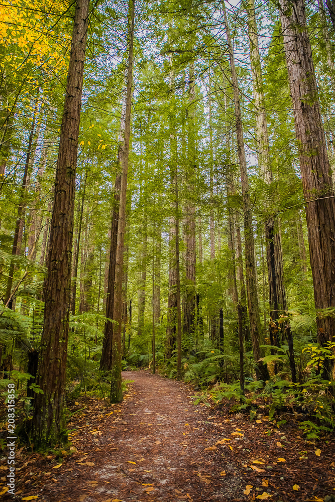 red wood forest landscape red wood forest landscape