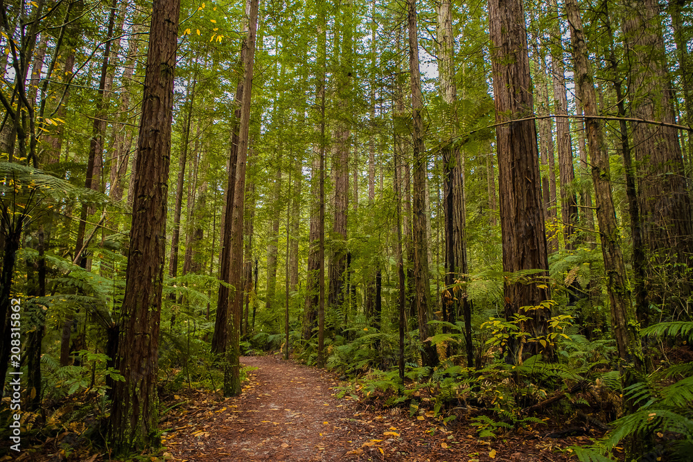 red wood forest landscape red wood forest landscape