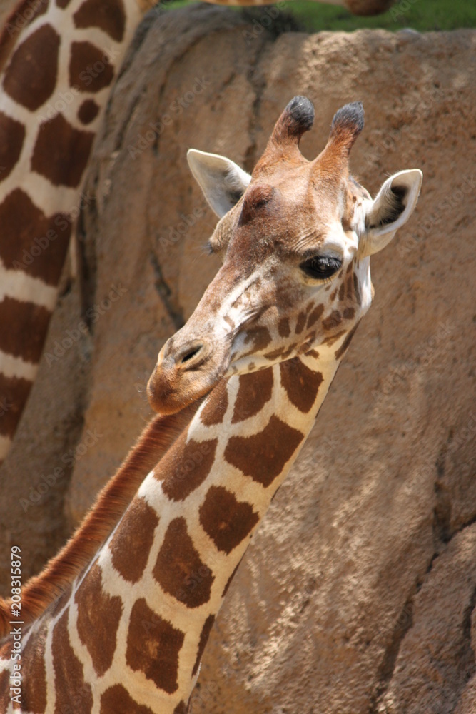 Obraz premium Giraffe Hello