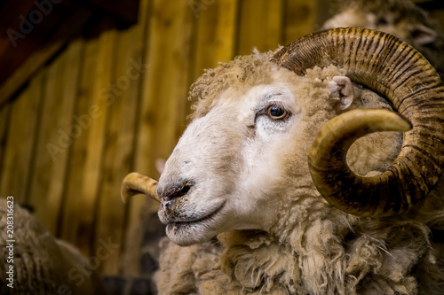 Quadro su tela sheep exhibition and sheep show in new zealand, merino and other breeds