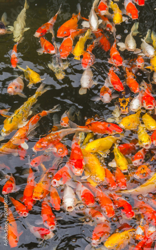 Colorful koi carp fish swimming in the pond.