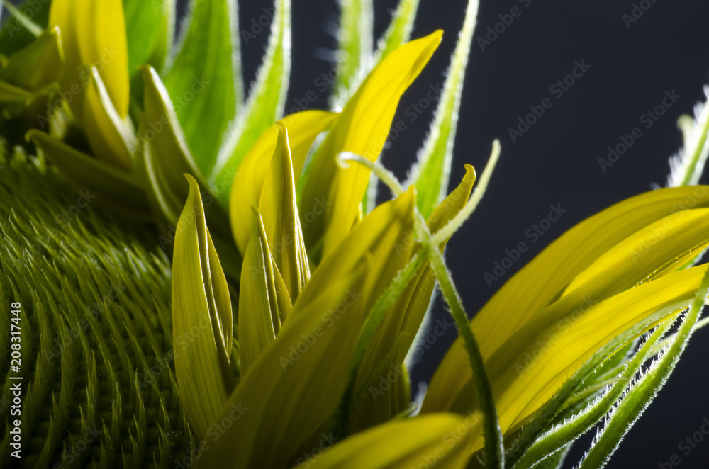 Obraz premium Isolated sunflower core close up over a black background, macro new born sunflower bloom