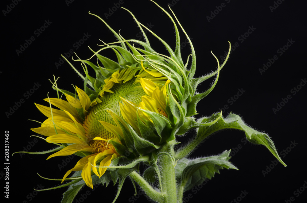 Isolated sunflower core close up over a black background, macro new born sunflower bloom Isolated sunflower core close up over a black background, macro new born sunflower bloom