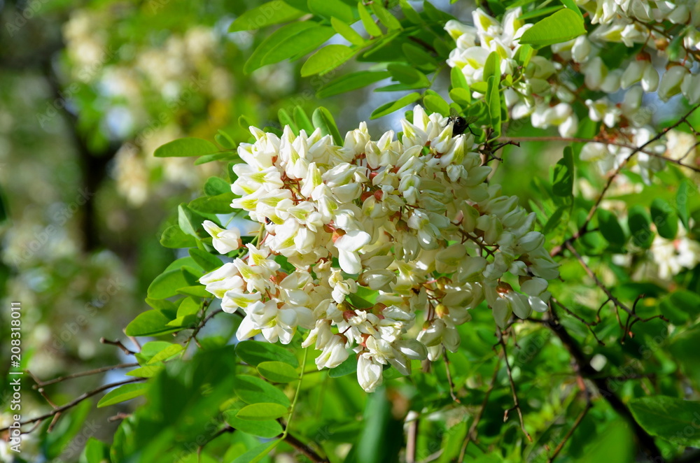 Fototapeta premium Flowering of white acacia on a spring sunny day.